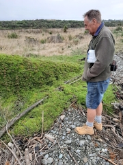 Disphyma australe australe