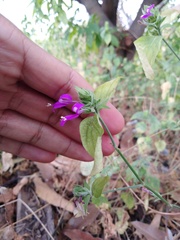 Dicliptera francodavilae