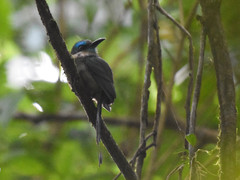 Keel-Billed Motmot photo 2