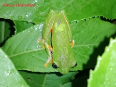 Agalychnis hulli