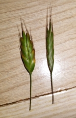 Bromus arvensis