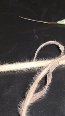 Bromus arvensis