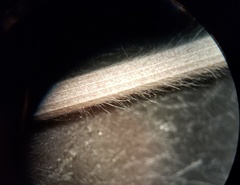 Bromus arvensis