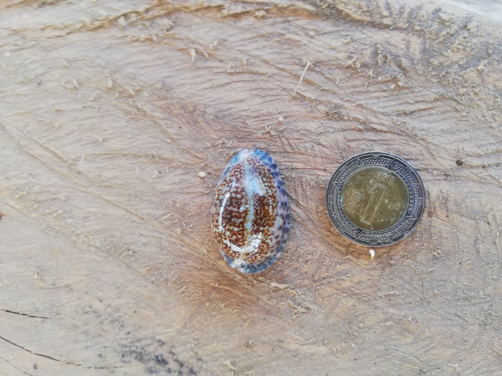 little Arabian cowrie