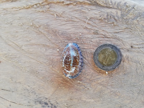 little Arabian cowrie