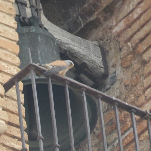 Avistamiento Cernícalo primilla (Vega de Granada)