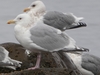 Nelson's Gull - Photo (c) Connor, some rights reserved (CC BY-NC), uploaded by Connor