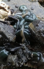 Emplectonema gracile
