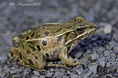 Lithobates kauffeldi