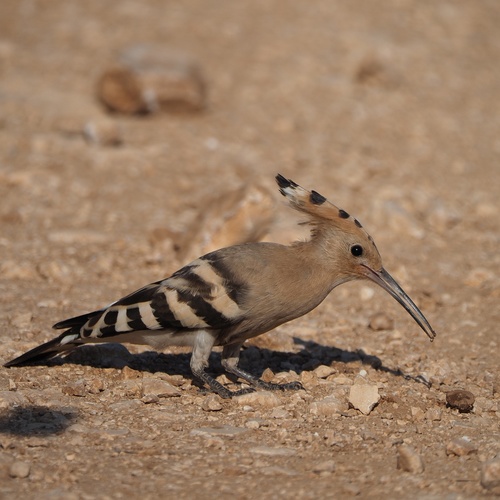 Pupavac (Upupa epops)