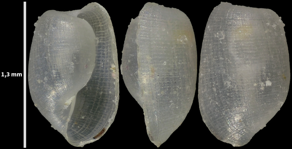 Notodiaphana atlantica