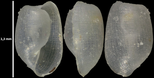 Notodiaphana atlantica