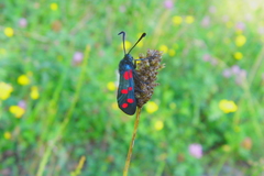 Zygaena filipendulae