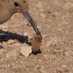 Palpares libelluloides