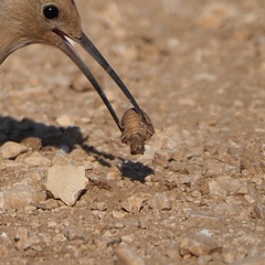 Palpares libelluloides