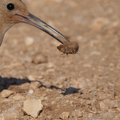 Palpares libelluloides