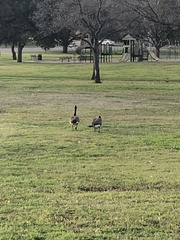 Branta canadensis