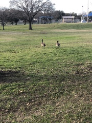 Branta canadensis