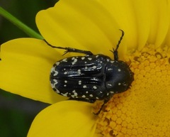 Oxythyrea noemi