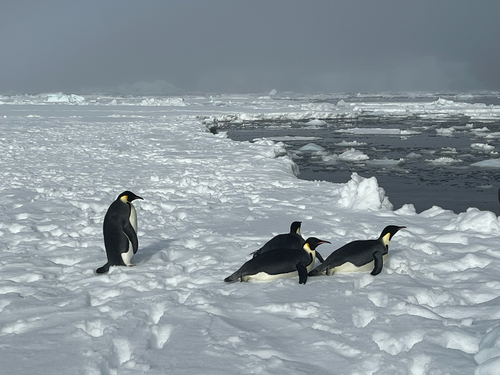 iNaturalist image