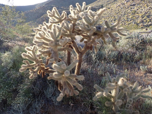 Mason Valley Cholla (Cylindropuntia fosbergii)