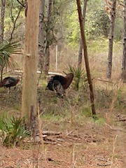 Meleagris gallopavo osceola