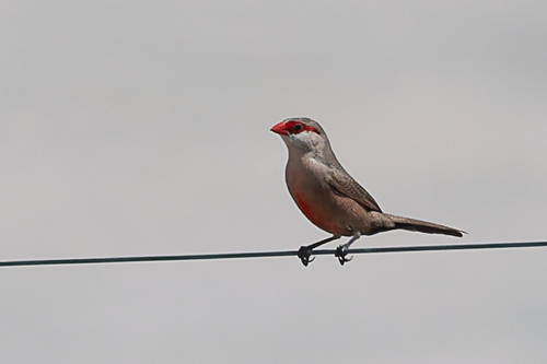 Common Waxbill