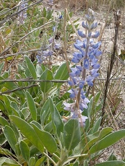 Lupinus diffusus