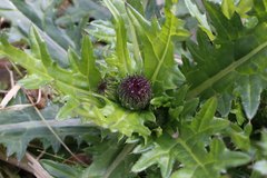 Cirsium japonicum