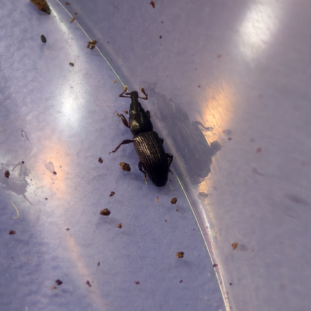 Cossonus planatus