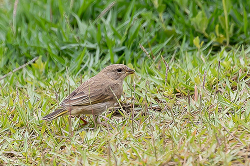Orange-fronted Yellow-Finch