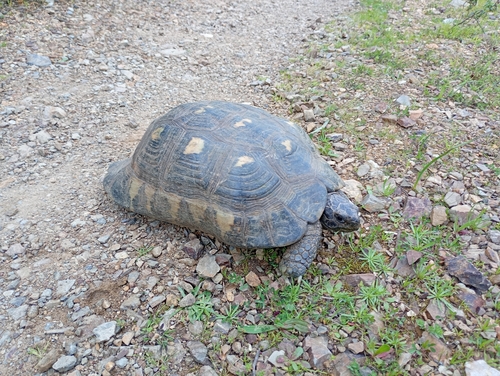 Testudo marginata