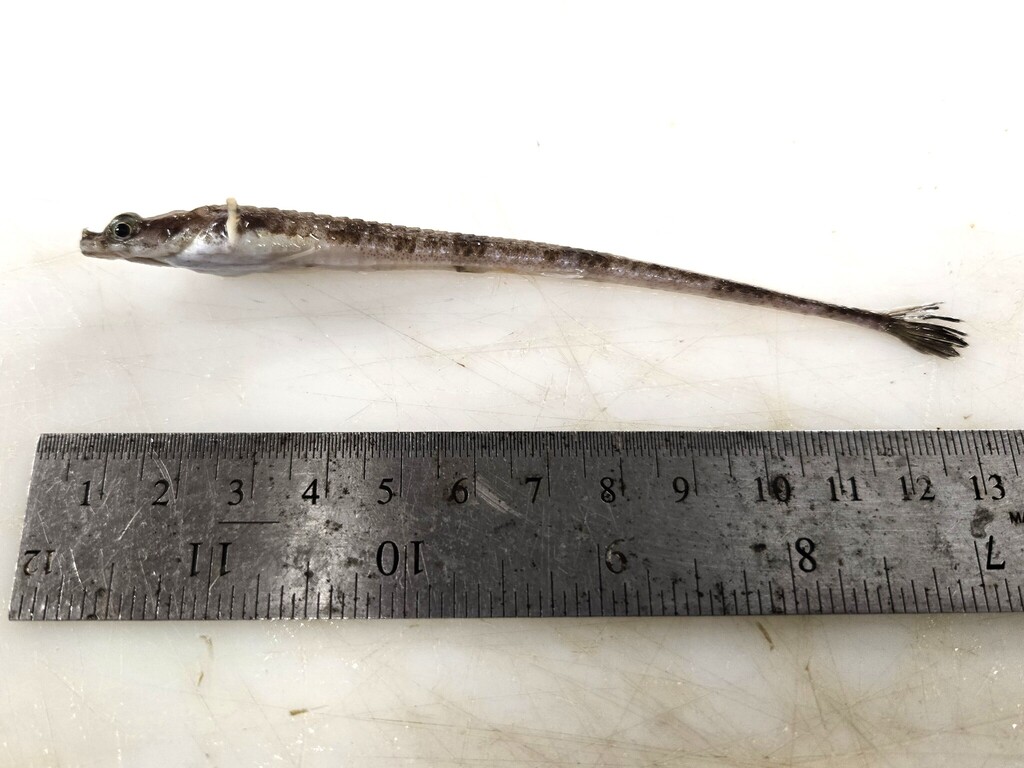 Alligatorfish (Aspidophoroides monopterygius) — Agonidae