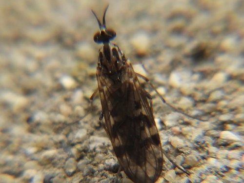 Unknown species found near Taylor Mill, KY, USA