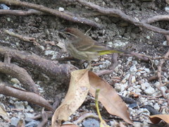 Setophaga palmarum