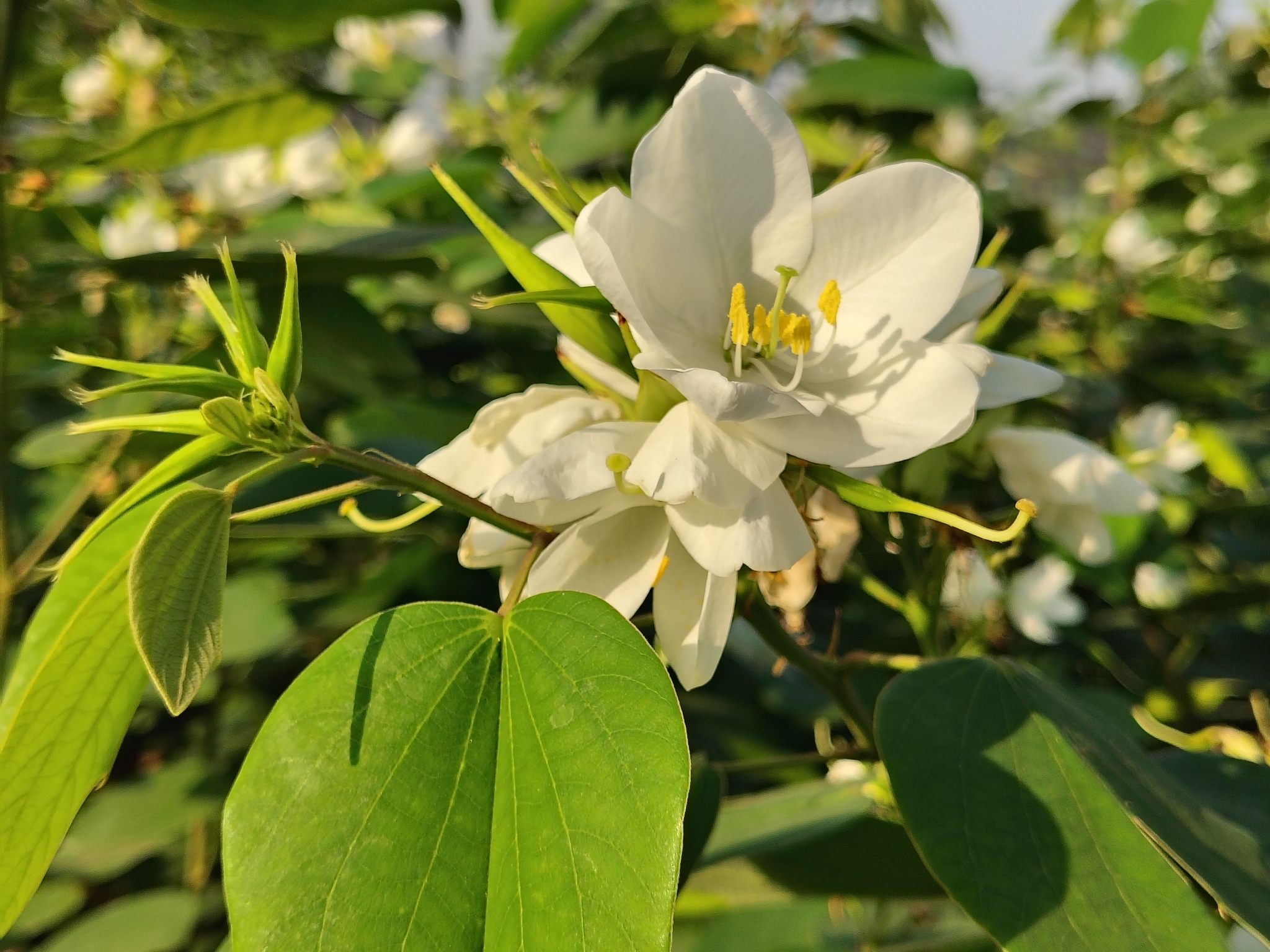 Imagem de Pata de vaca