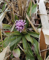Heloniopsis orientalis