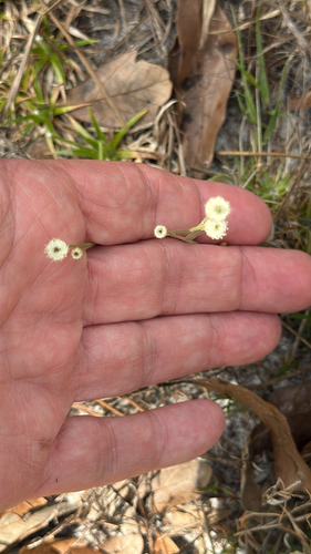 Yellow Hatpins (Syngonanthus flavidulus)