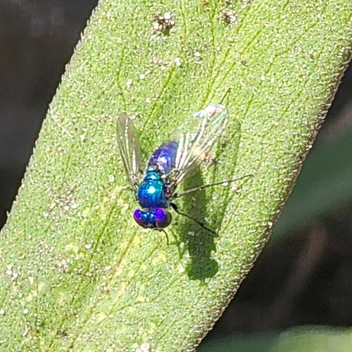 Unknown species found near Pinellas Park, FL 33782, USA