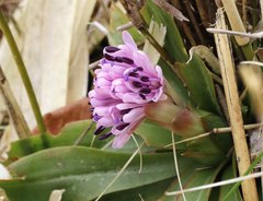 Heloniopsis orientalis