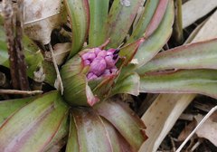 Heloniopsis orientalis