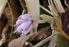 Heloniopsis orientalis