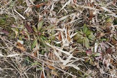 Heloniopsis orientalis