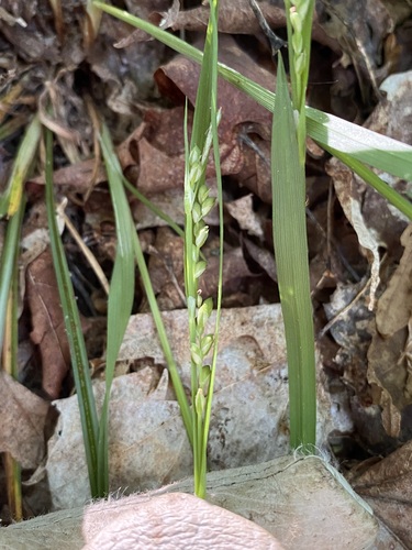 Necklace Spike Sedge (Carex ormostachya)