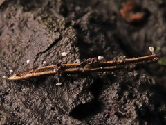 Antinoa juniperinella