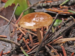 Strobilurus esculentus