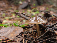 Strobilurus esculentus