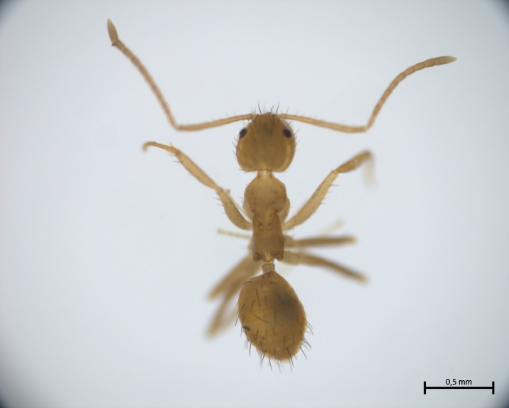 Nylanderia docilis
