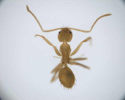Nylanderia docilisNylanderia docilis