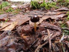 Strobilurus esculentus